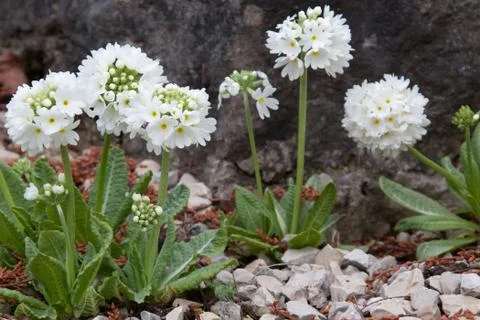 Primrose Stock Photos