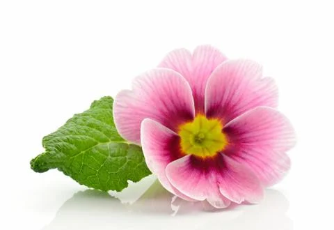 Primrose Stock Photos