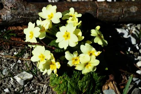Primrose Stock Photos