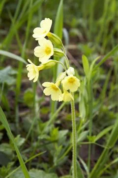 Primrose Stock Photos