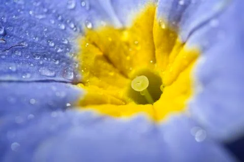 Primrose Fotos Stock