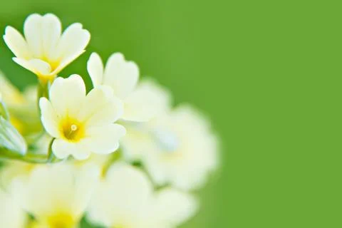 Primrose Stock Photos