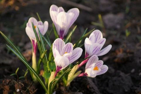 Primrose. Stock Photos