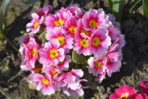 Primrose Stock Photos