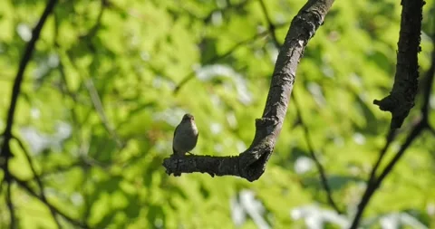 Primrose Phylloscopus Collybita in spring in slow motion Stock Footage 275512261