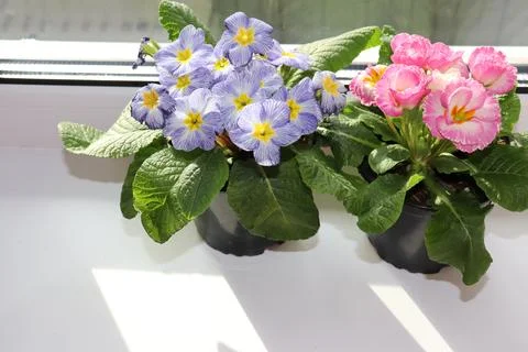Primrose (primula) in pots Stock Photos