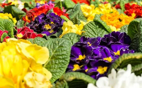 Primrose primula in Spring. Close-up in nice sunlight. Stock Photos