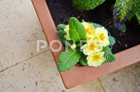 Primrose (Primula Vulgaris) in gardening pot Stock Photos