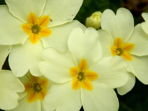 Primrose (Primula vulgaris). Stock Photos