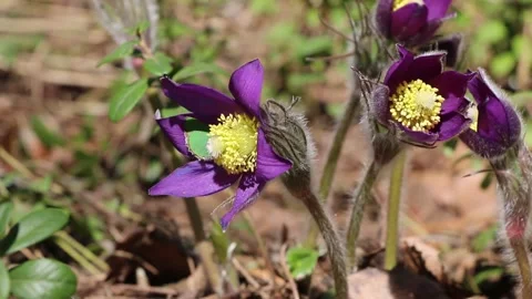 Primrose sleep-grass in the spring forest. Video stock 195992966