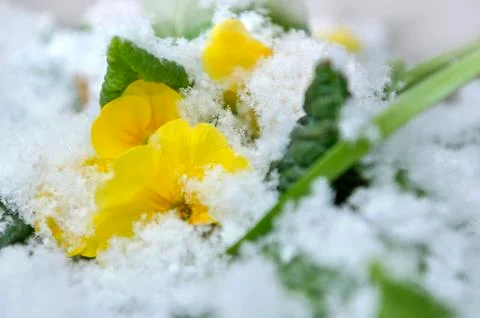 Primrose in the snow Foto stock