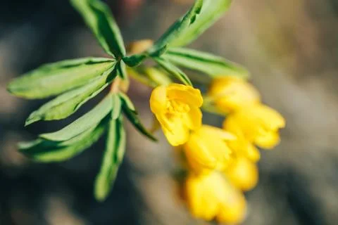 Primrose, spring time Stock Photos