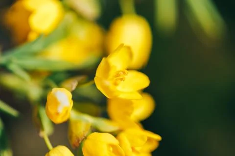 Primrose, spring time Foto stock