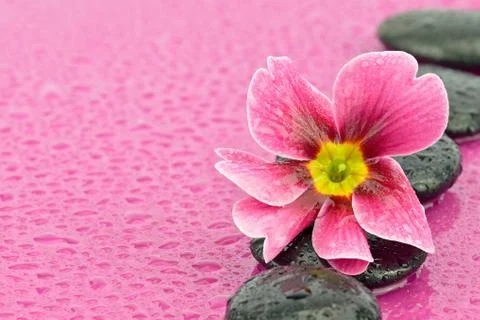 Primrose on a stone to the spa Stock Photos
