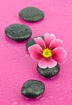 Primrose on a stone to the spa Stock Photos