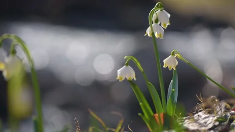 Primrose sways in the wind in a mountain forest Stock Footage 172474832