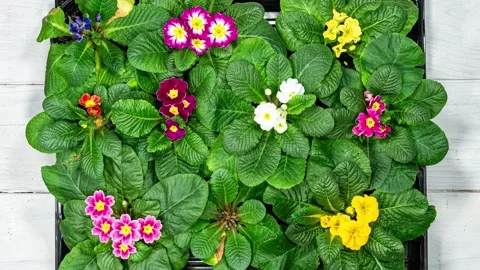 Primrose Time Lapse of First Spring Flower Blossom. Primula Vulgaris Backgr.. Stock Footage 340627143