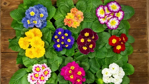 Primrose Timelapse of First Spring Flower Blossom. Primula Vulgaris Backgroun Stock Footage 342436466
