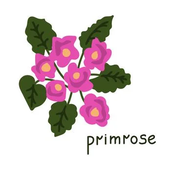 Primrose vector illustration Stock Illustration
