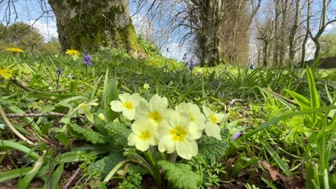 Primrose Wildflowers Stock Footage 154424928