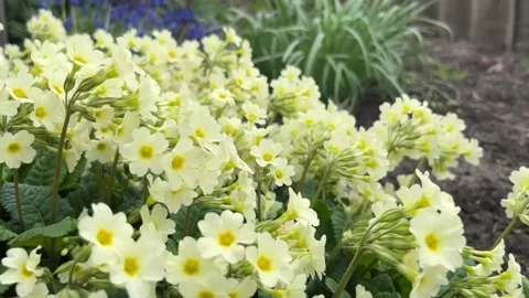 Primrose1 Stock Footage 281417875