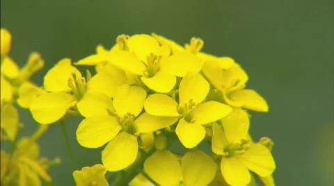 PrimroseCU Stock Footage 437994