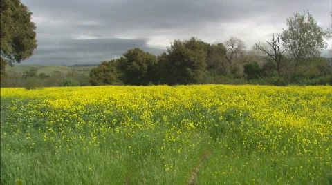 PrimroseFieldWS Stock Footage