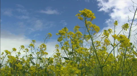 PrimroseMS lowangle Stock Footage 437614