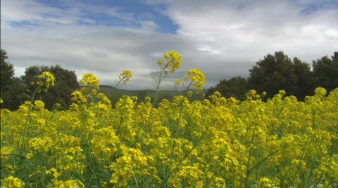 PrimroseMS profile Stock Footage 437462