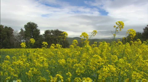 PrimroseMS profilePan Stock Footage