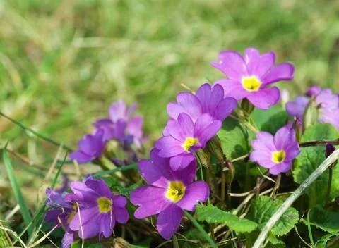 Primroses closeup Stock Photos
