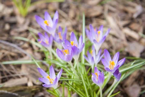 Primroses crocuses in spring in a clearing in the forest. Spring is reborn in Stock Photos