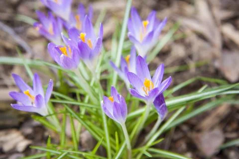 Primroses crocuses in spring in a clearing in the forest. Spring is reborn in Stock Photos