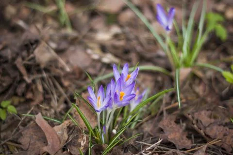 Primroses crocuses in spring in a clearing in the forest. Spring is reborn in Stock Photos