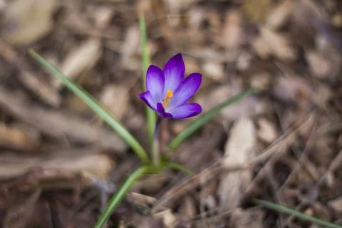 Primroses crocuses in spring in a clearing in the forest. Spring is reborn in Stock Photos