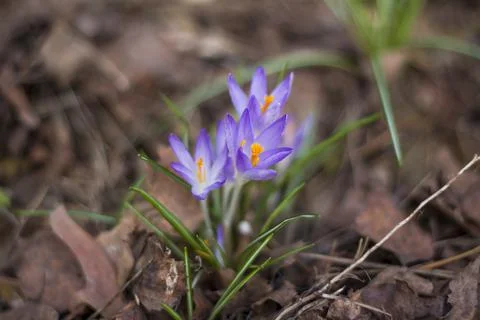 Primroses crocuses in spring in a clearing in the forest. Spring is reborn in Stock Photos