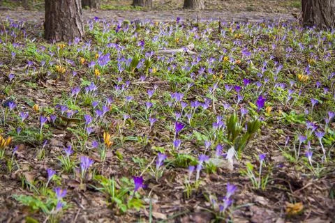 Primroses crocuses in spring in a clearing in the forest. Spring is reborn in Stock Photos
