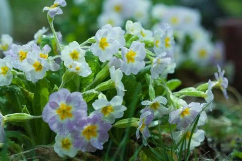 Primroses dew close up Stock Photos