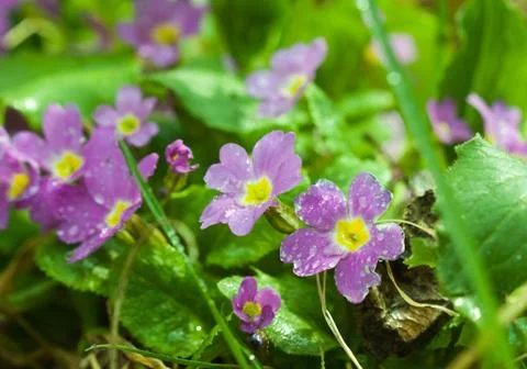 Primroses dew Stock Photos