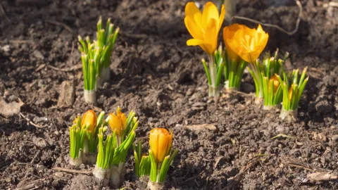 Primroses in the garden, spring Stock Footage 186781929