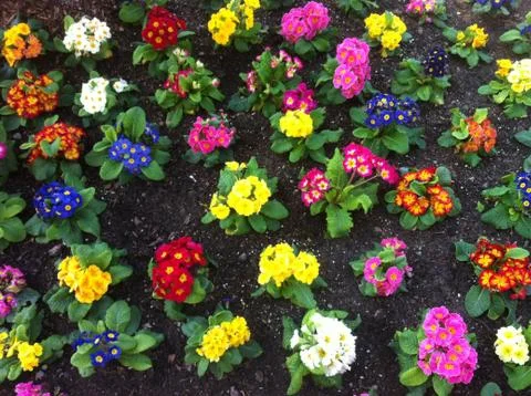 Primroses Stock Photos