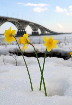 Primroses Stock Photos