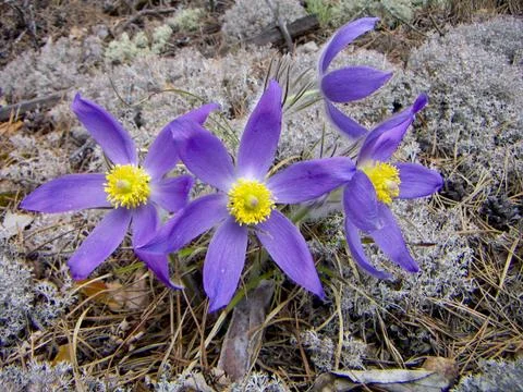 Primroses Stock Photos