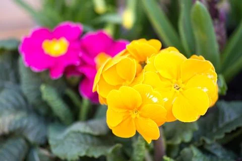 Primroses Stock Photos