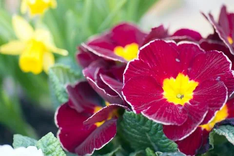 Primroses Stock Photos