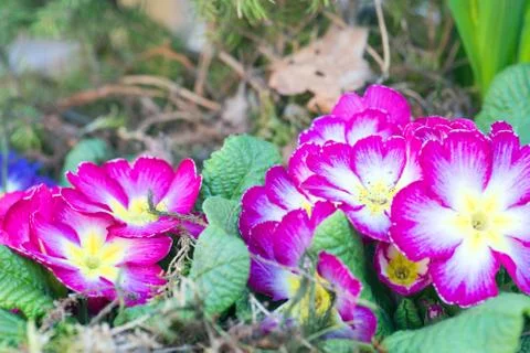 Primroses Stock Photos