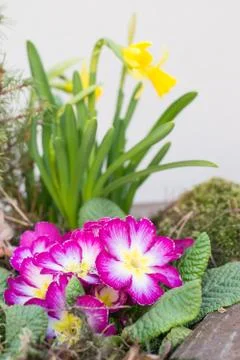 Primroses Stock Photos
