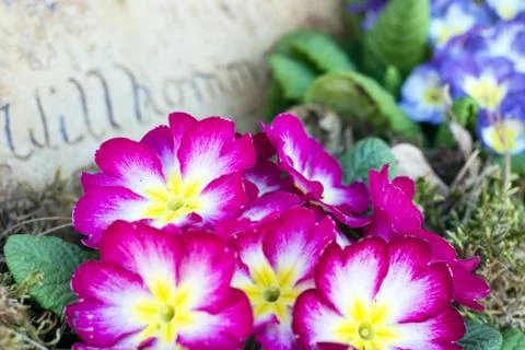 Primroses Foto stock