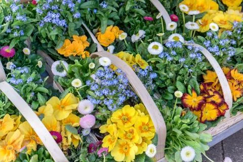 Primroses Stock Photos