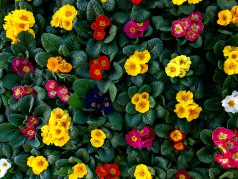 Primroses Stock Photos